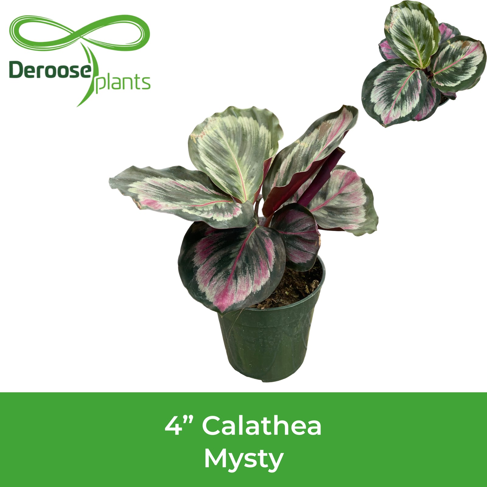4" Calathea Mysty