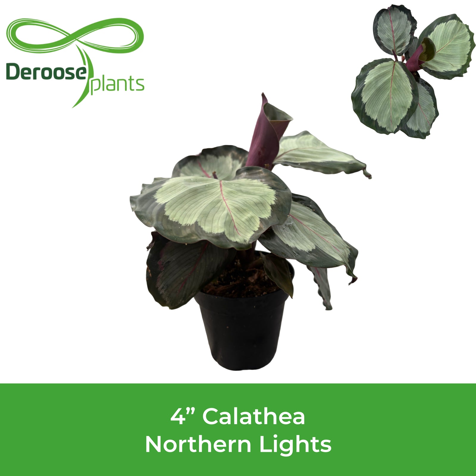 4" Calathea Northern Lights