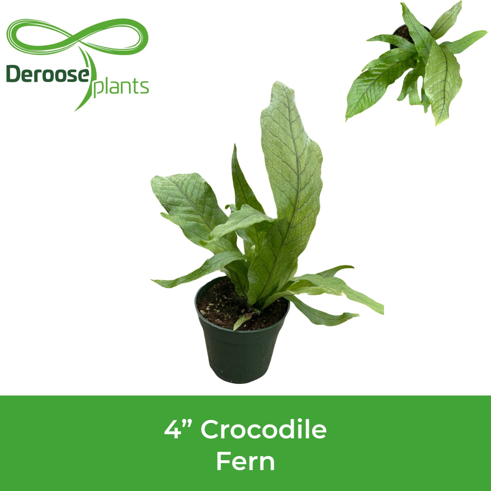 4" Crocodile Fern