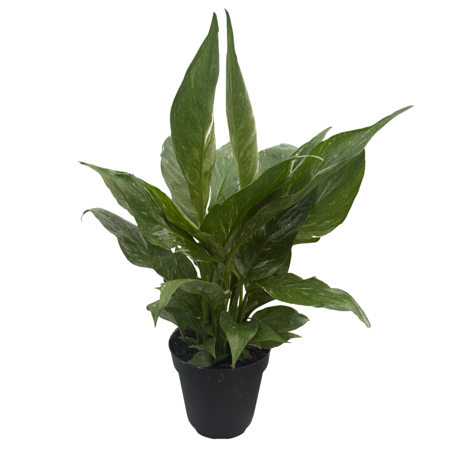 4” Spathiphyllum Domino