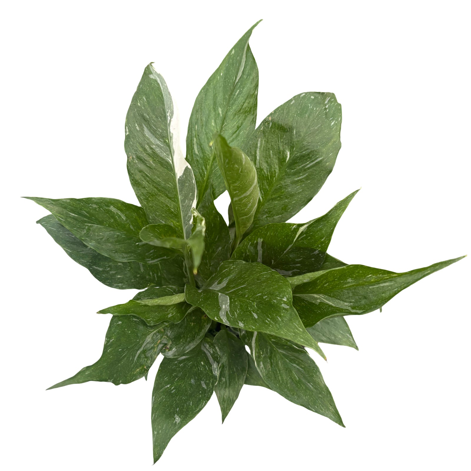 4” Spathiphyllum Domino