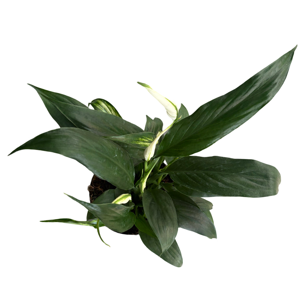 4" Spathiphyllum Felina W/ Spike