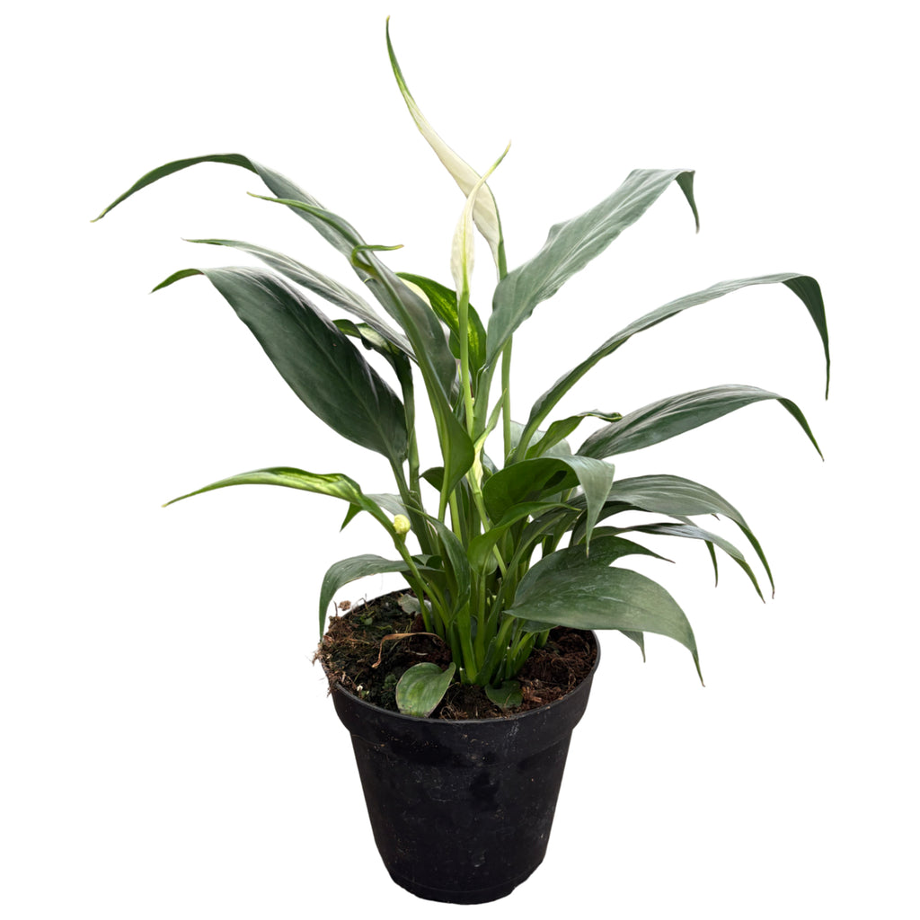 4" Spathiphyllum Felina W/ Spike