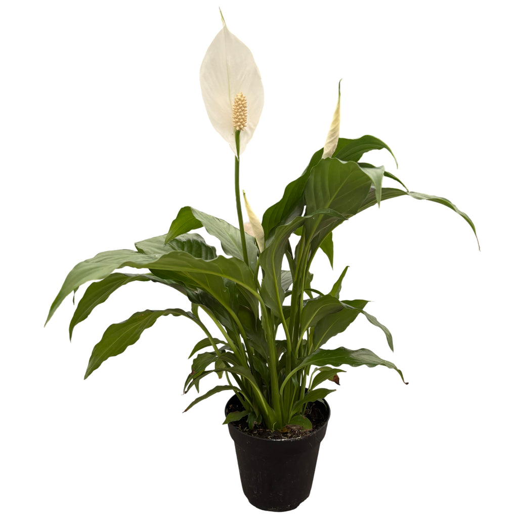 4" Spathiphyllum Flowerbunch w/ Spike