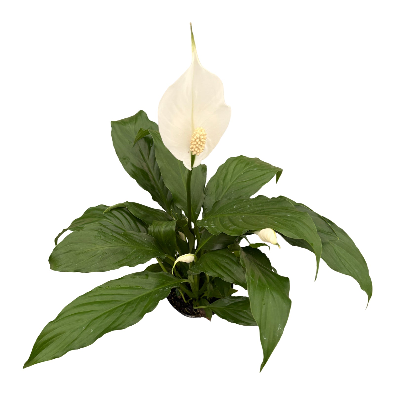 4" Spathiphyllum Flowerbunch w/ Spike