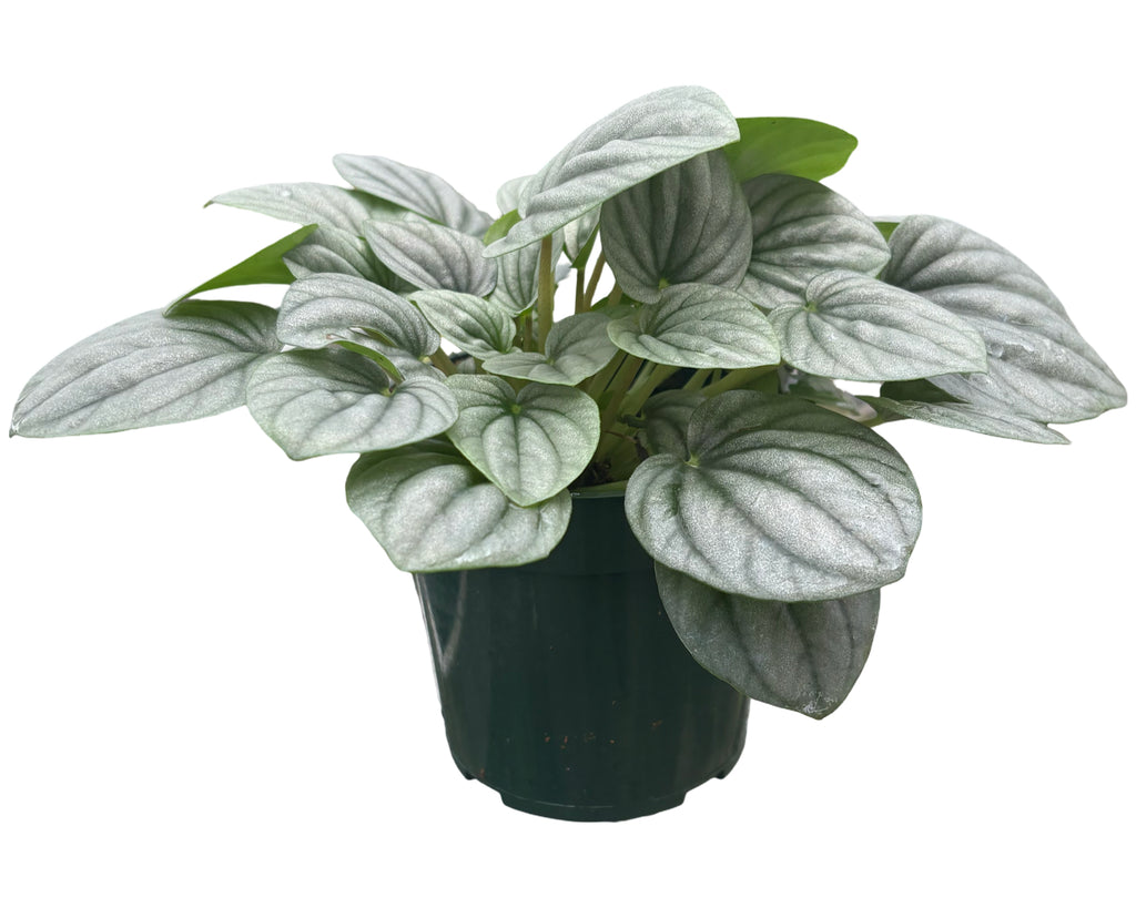 4" Peperomia Frost