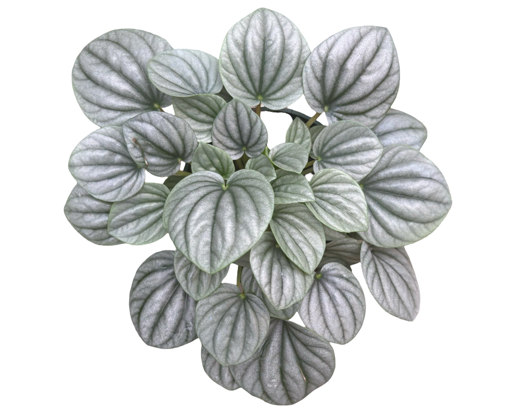 4" Peperomia Frost