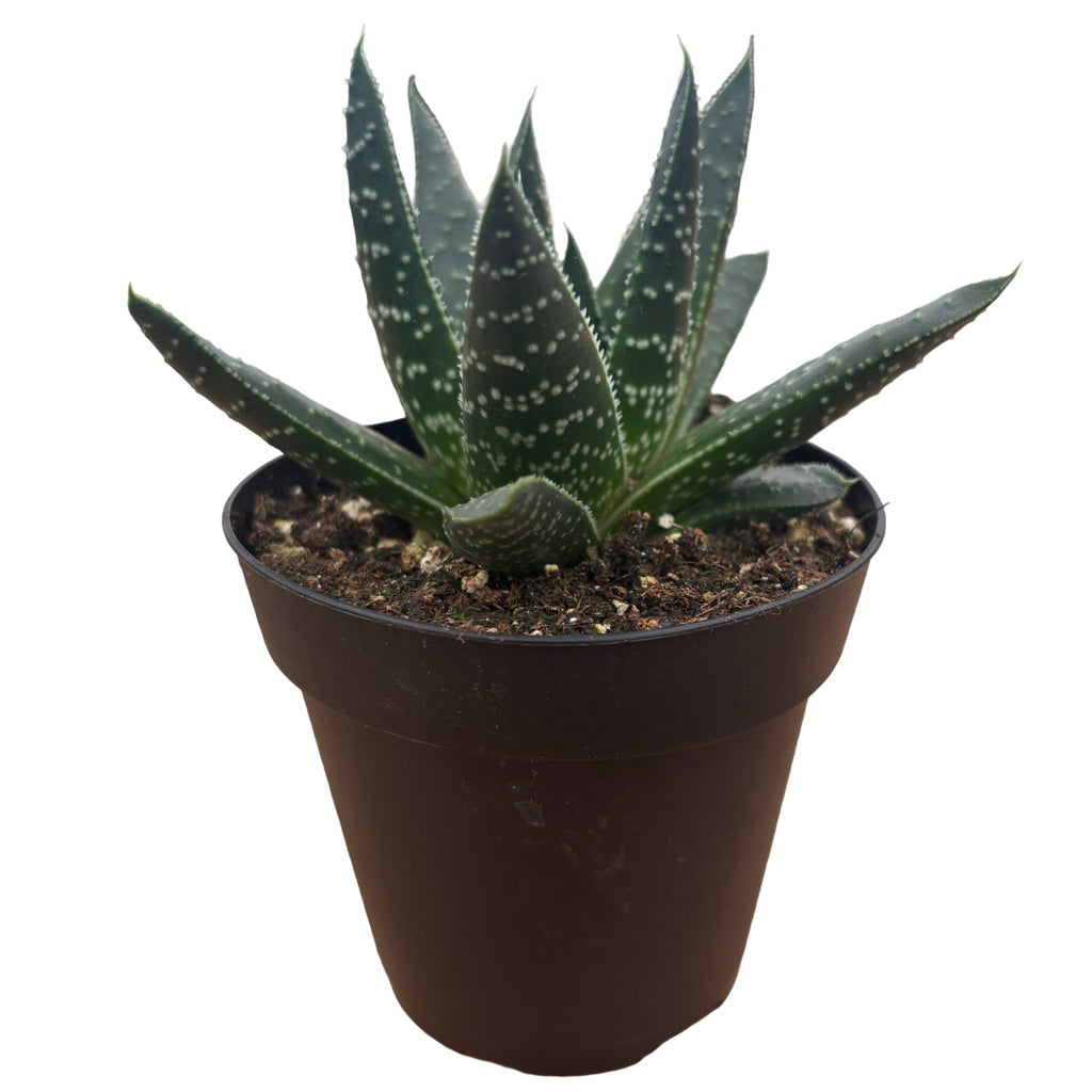 4" Gasteria Royal Wolfgang