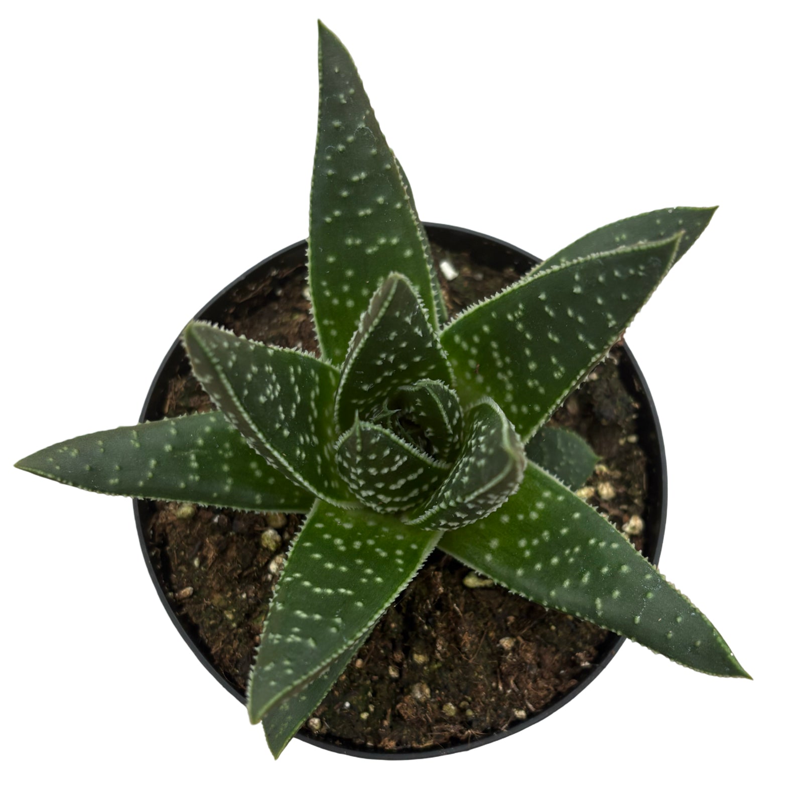 4" Gasteria Royal Wolfgang