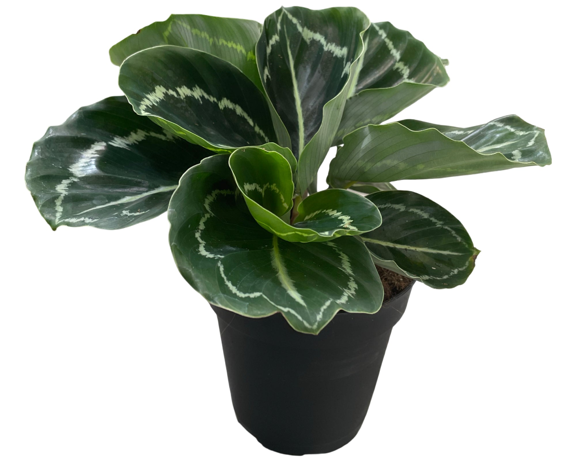 4" Calathea Roseopicta Greenback