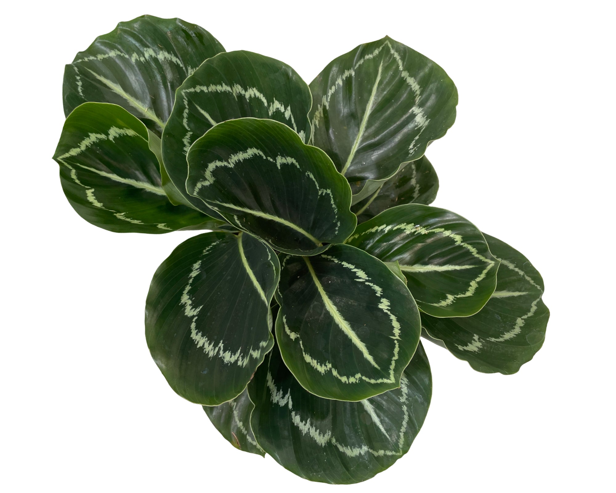 4" Calathea Roseopicta Greenback
