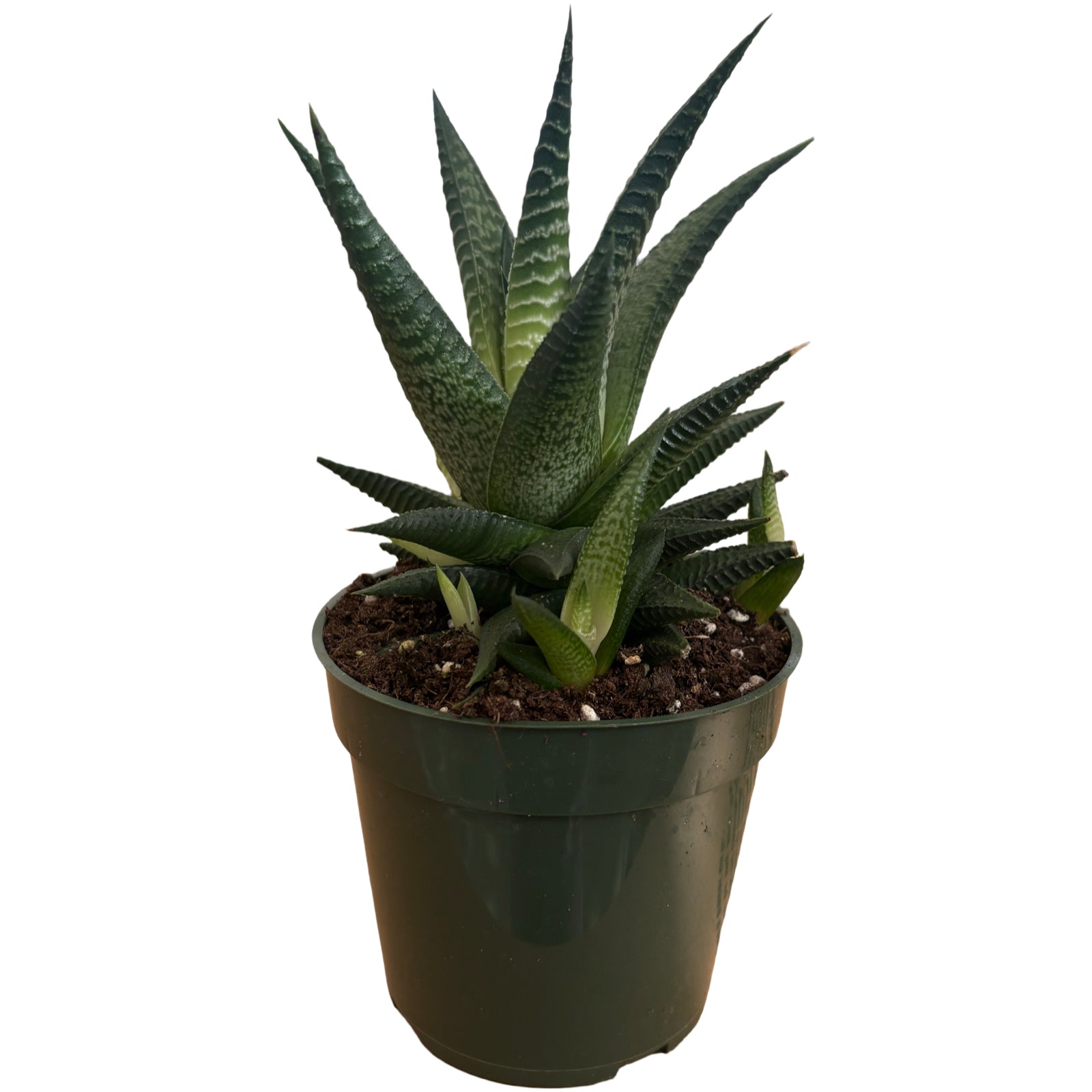 4" Haworthia Limifolia