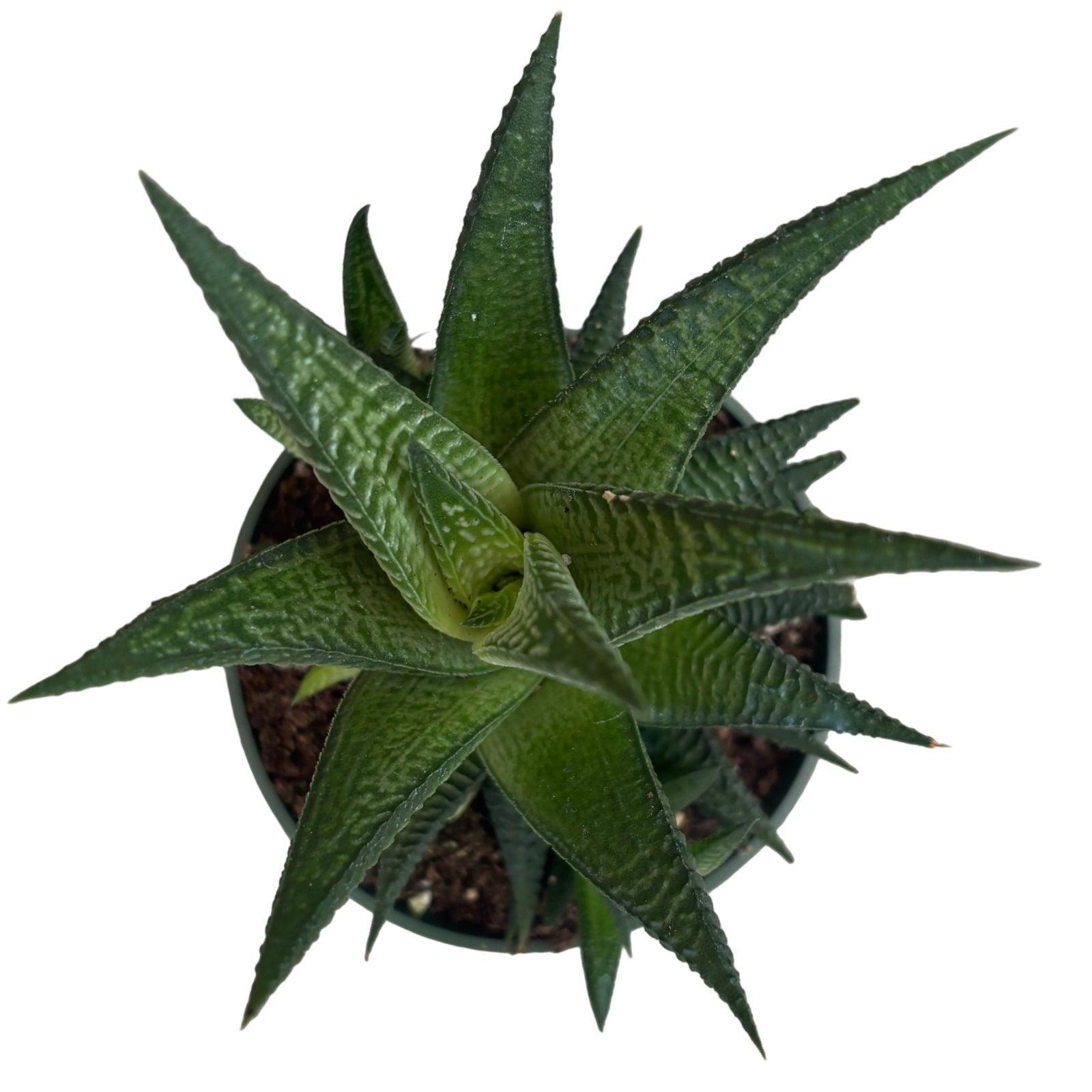 4" Haworthia Limifolia