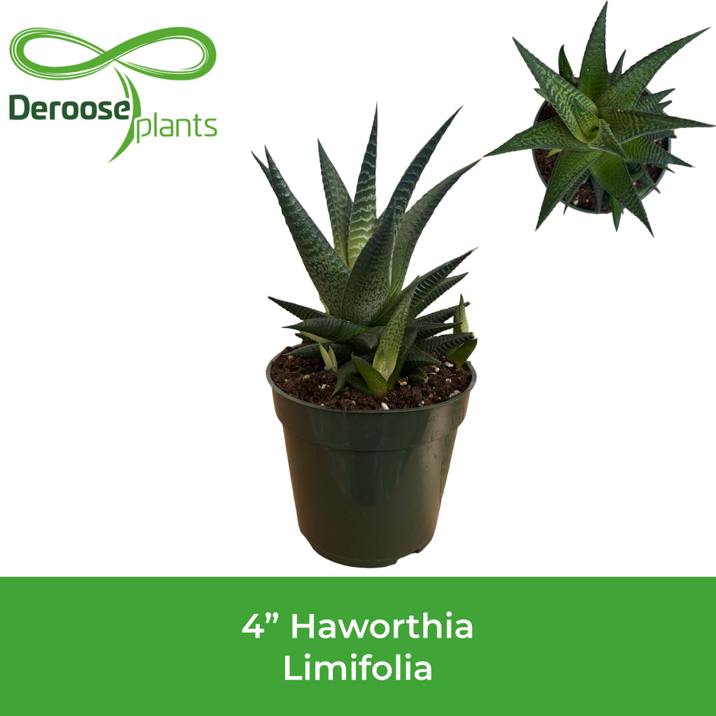 4" Haworthia Limifolia