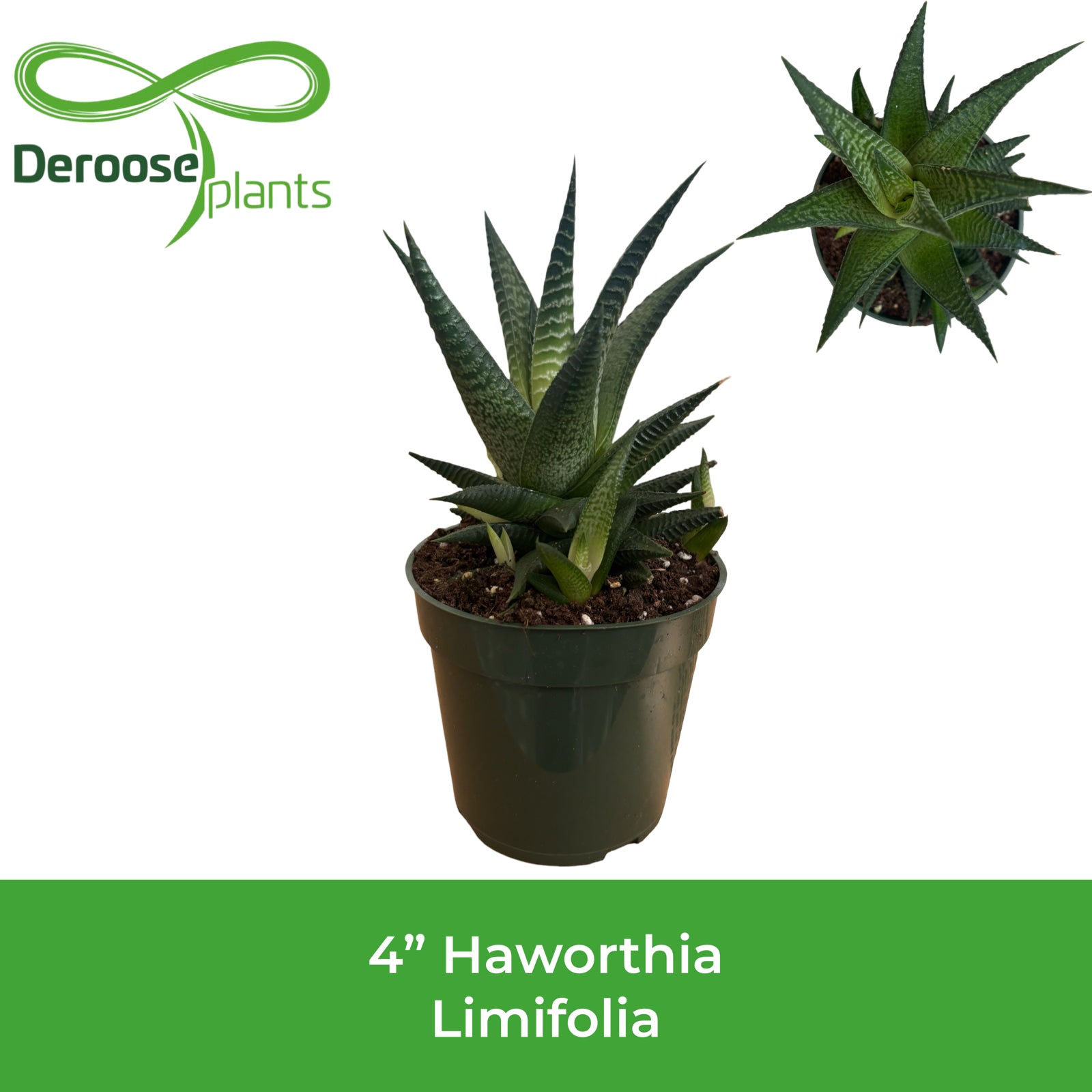 4" Haworthia Limifolia