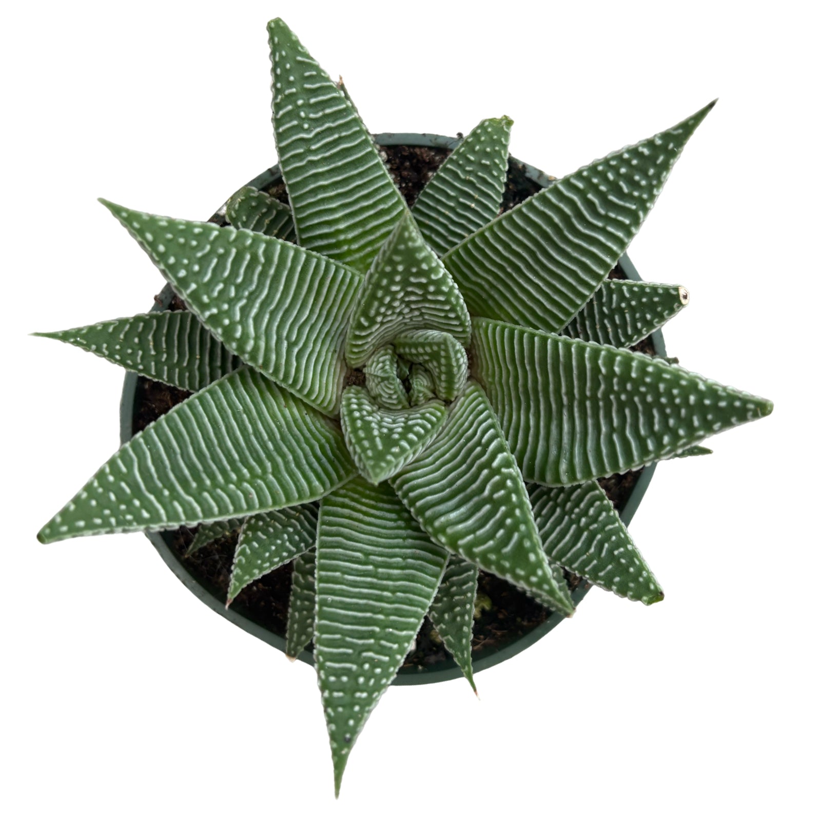 4" Haworthia Miami