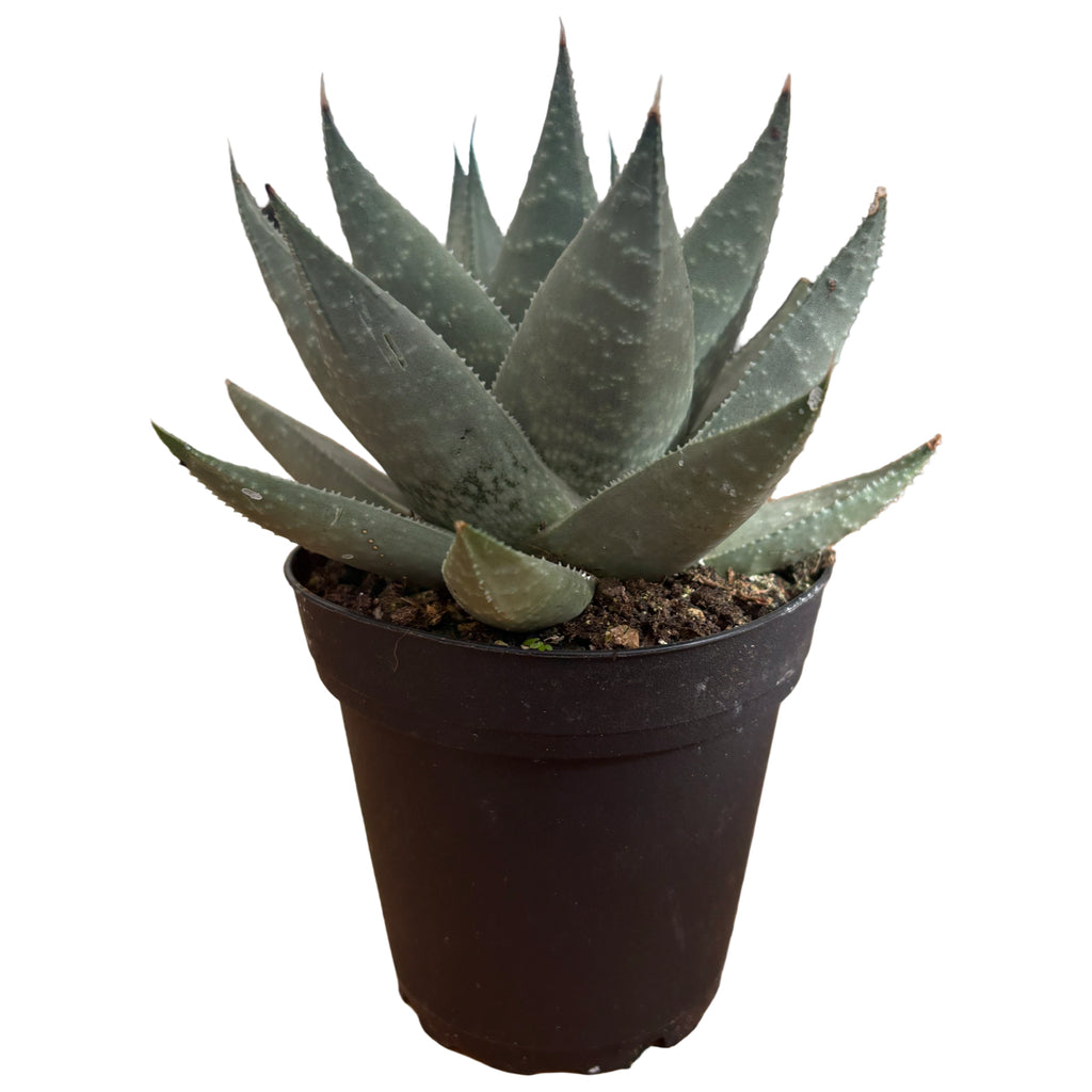 4" Haworthia Savanna