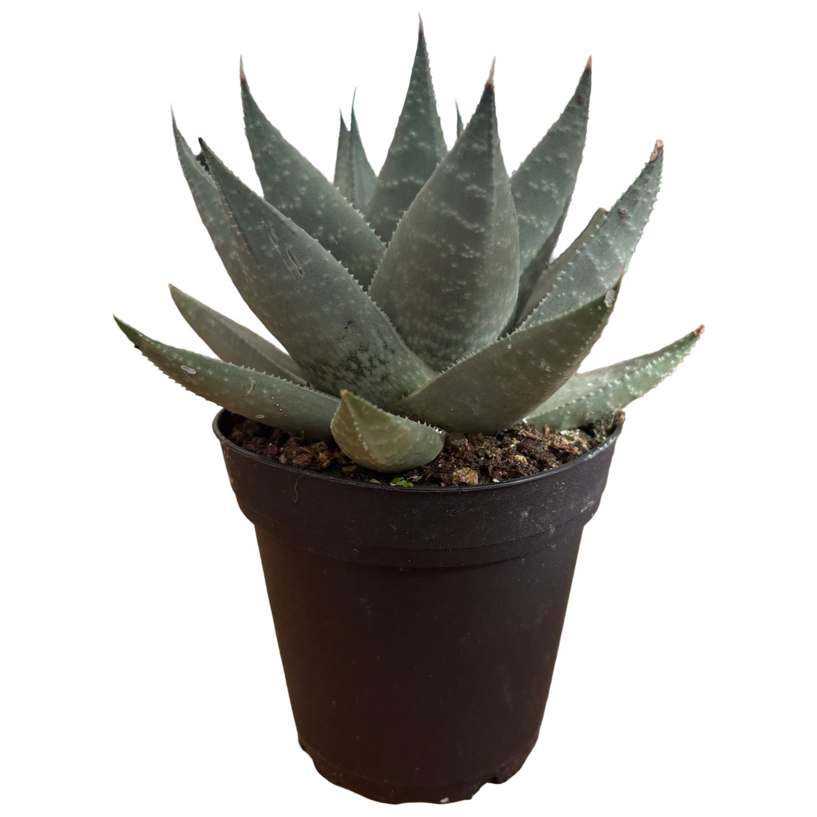 4" Haworthia Savanna