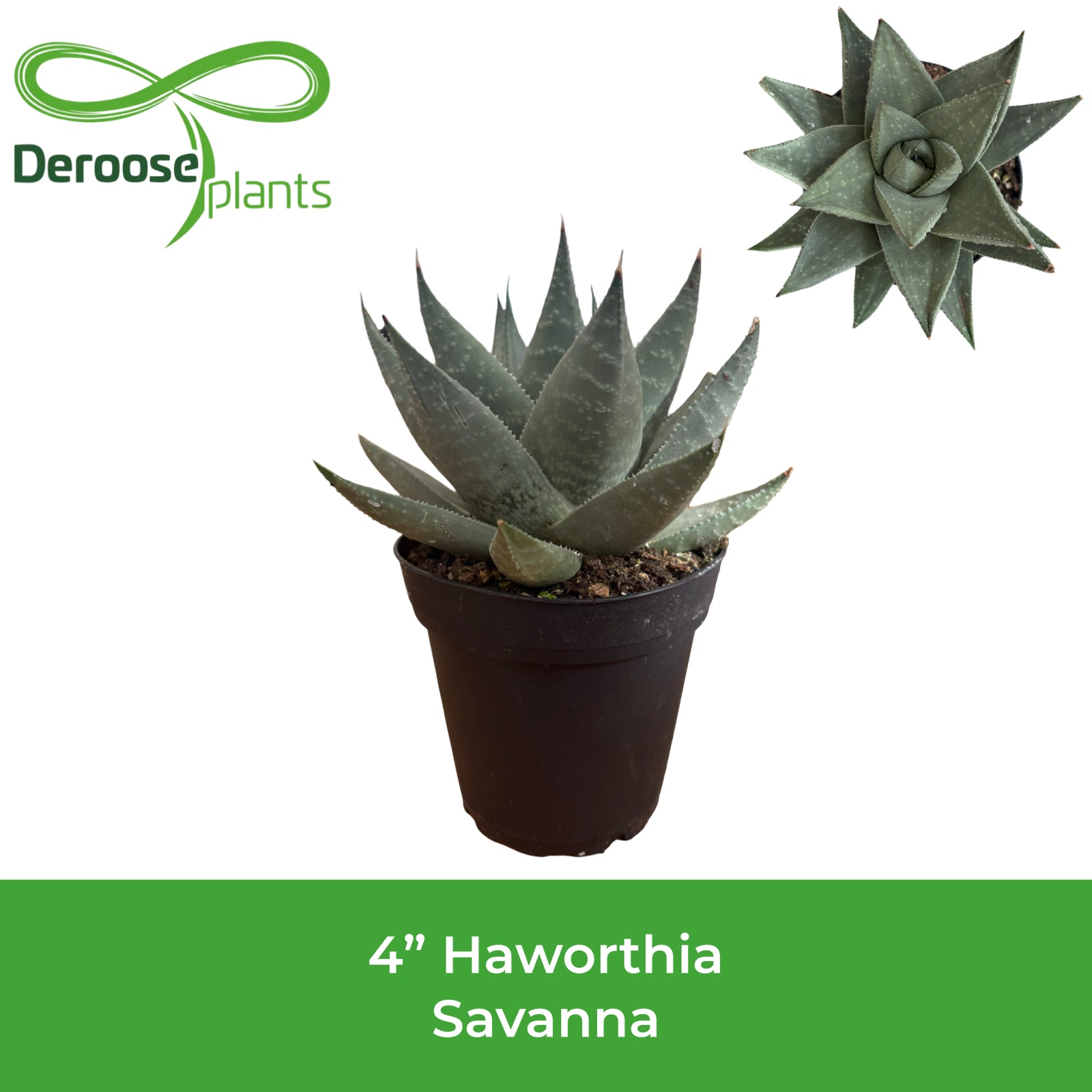 4" Haworthia Savanna