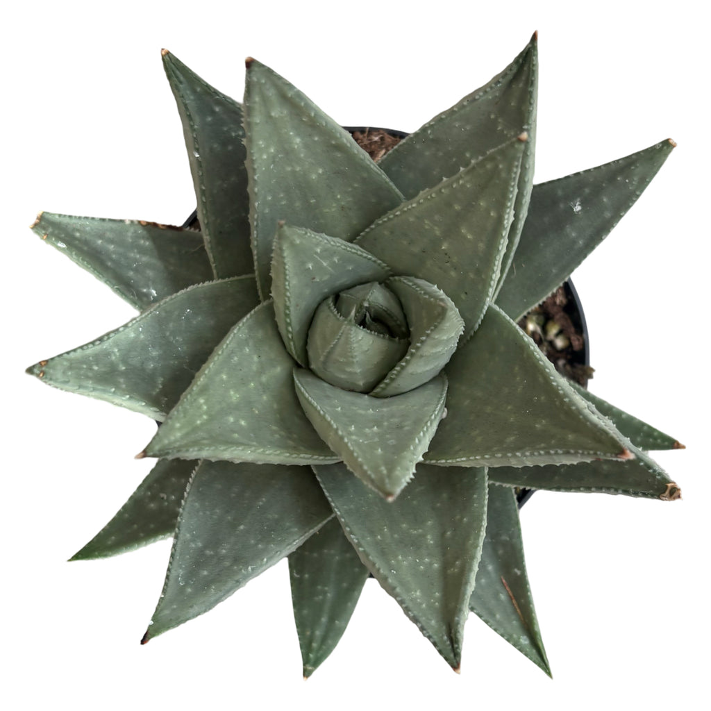 4" Haworthia Savanna