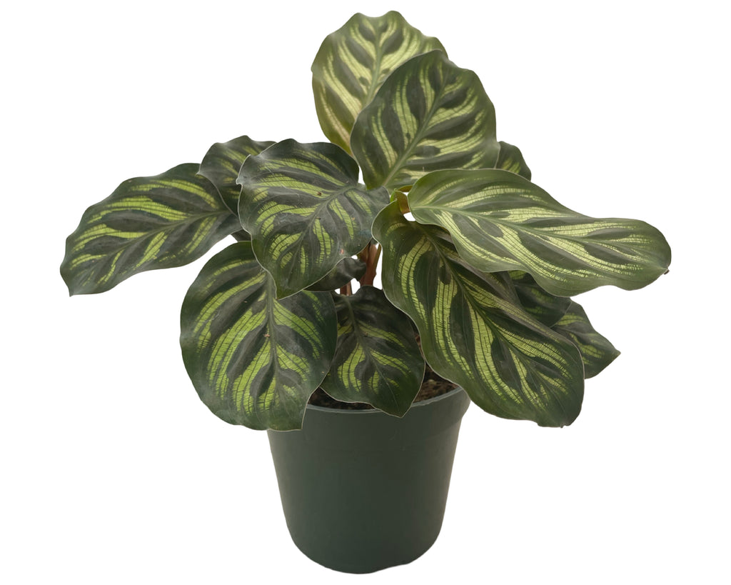 4" Calathea Makoyana