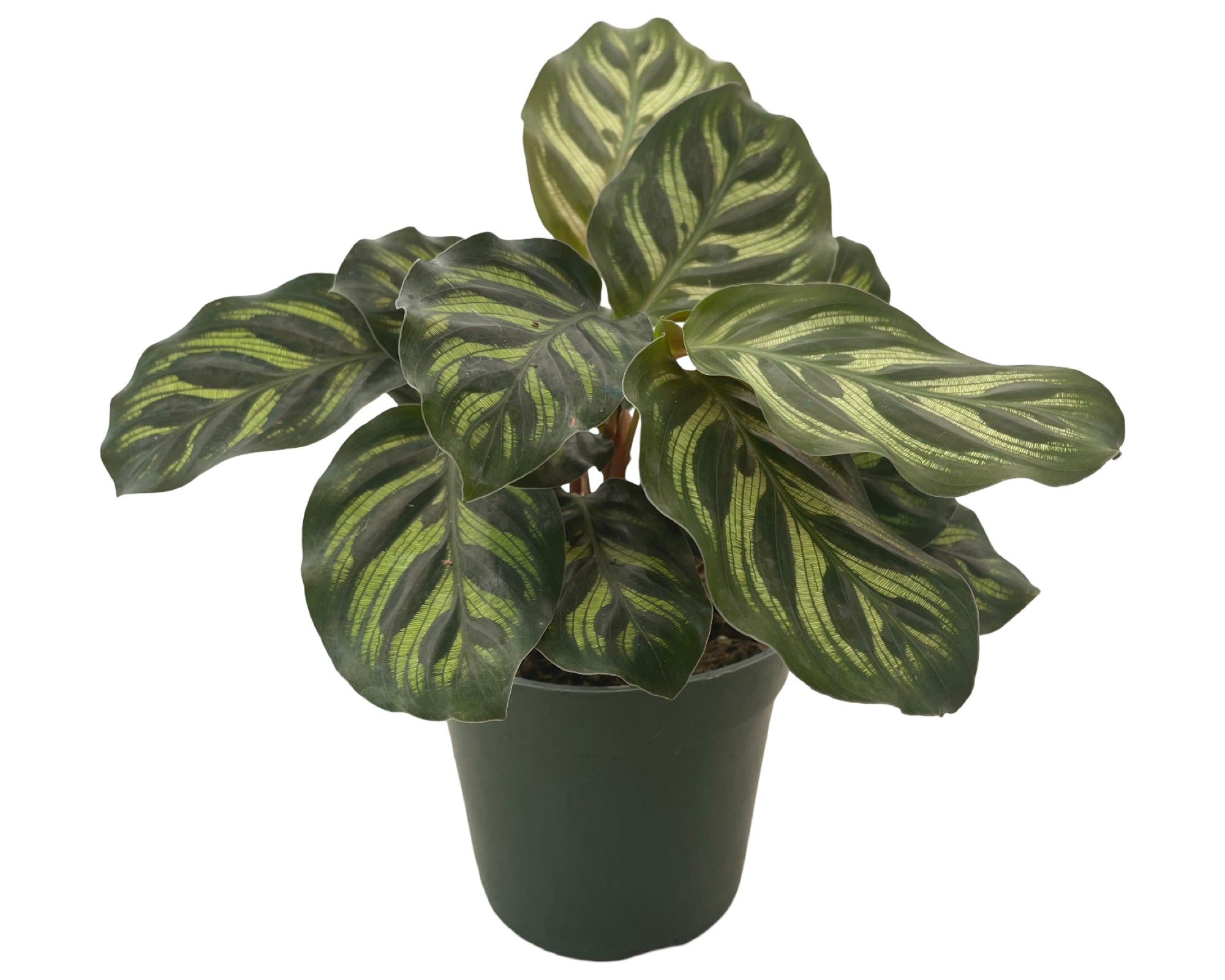 4" Calathea Makoyana