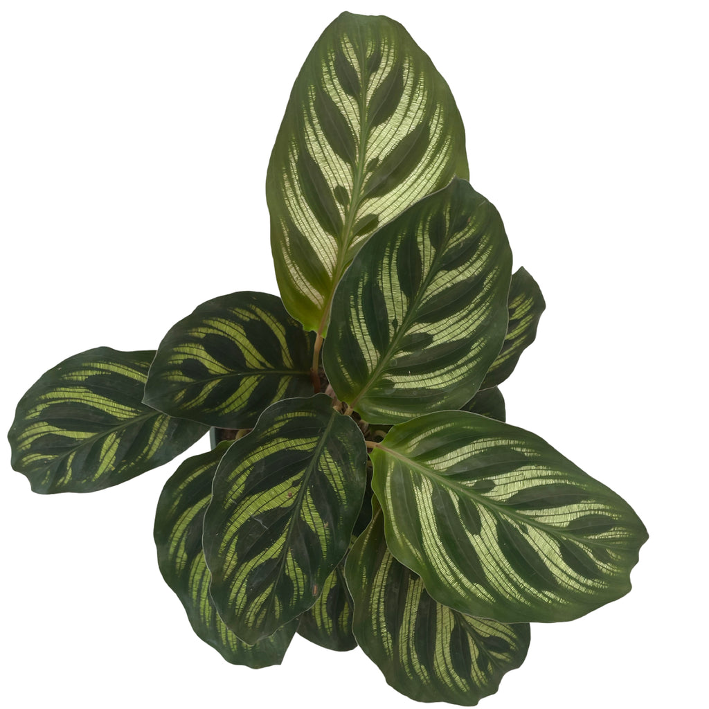 4" Calathea Makoyana