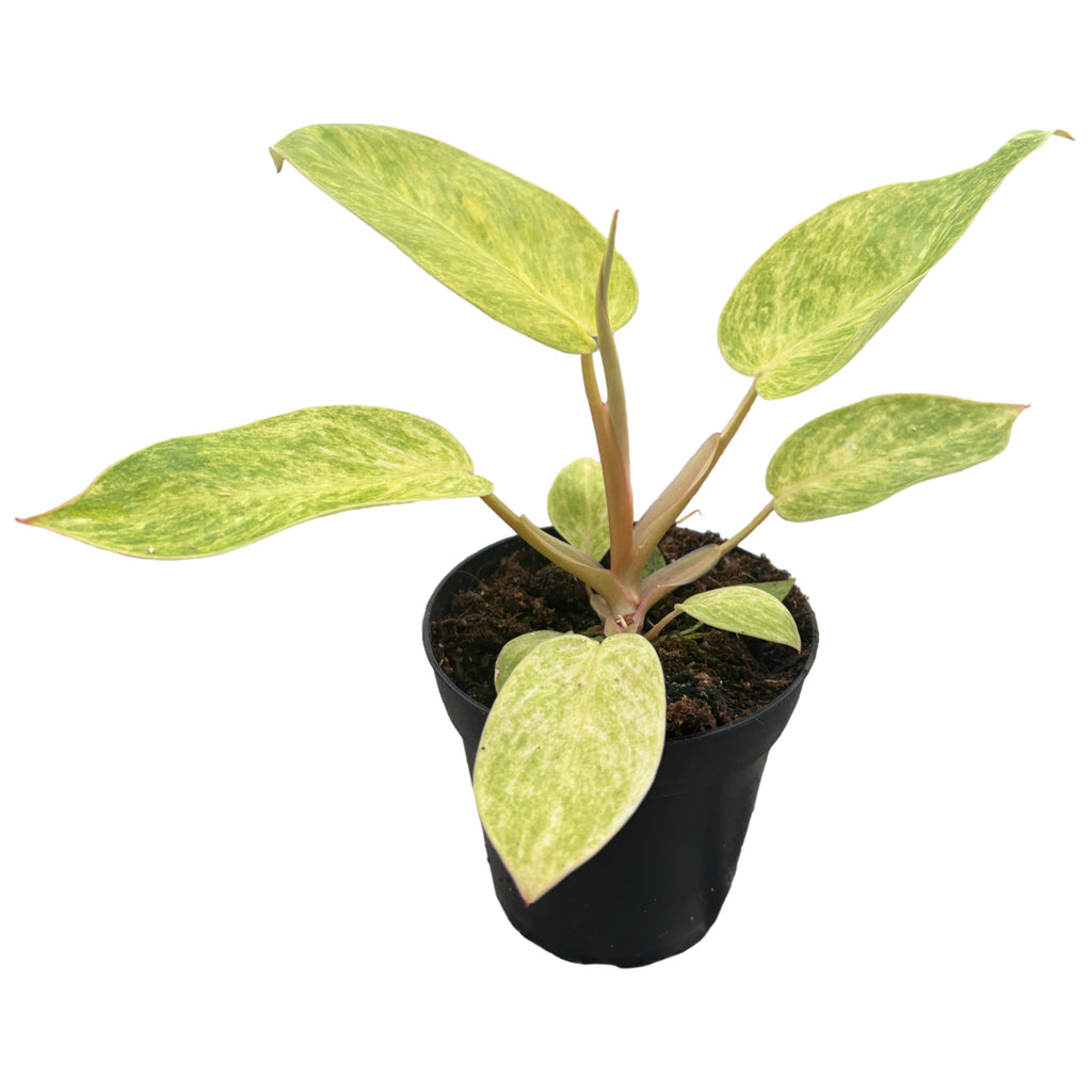 4" Philodendron Painted Lady