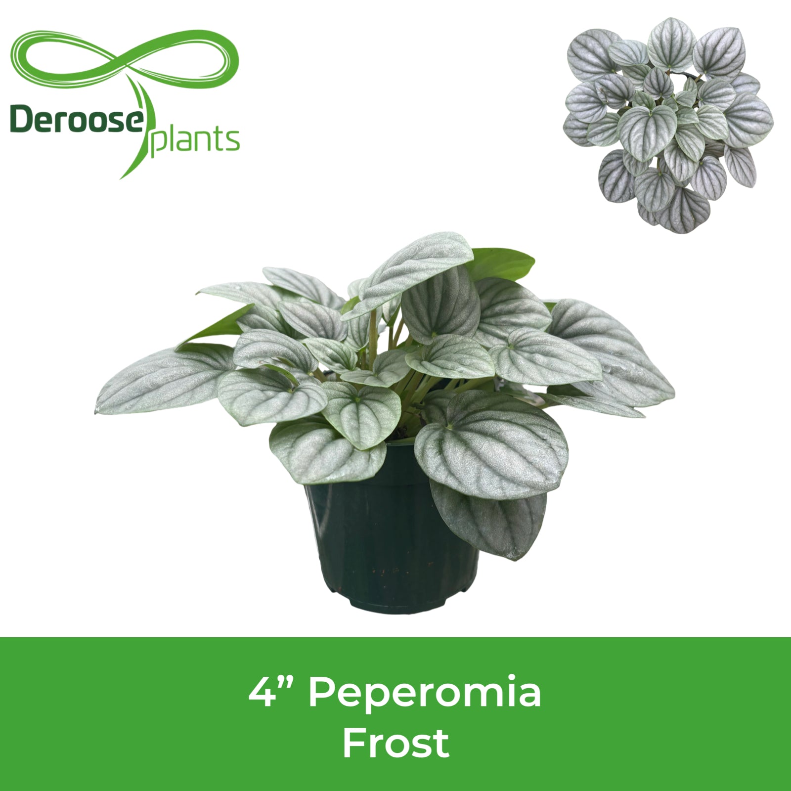 4" Peperomia Frost