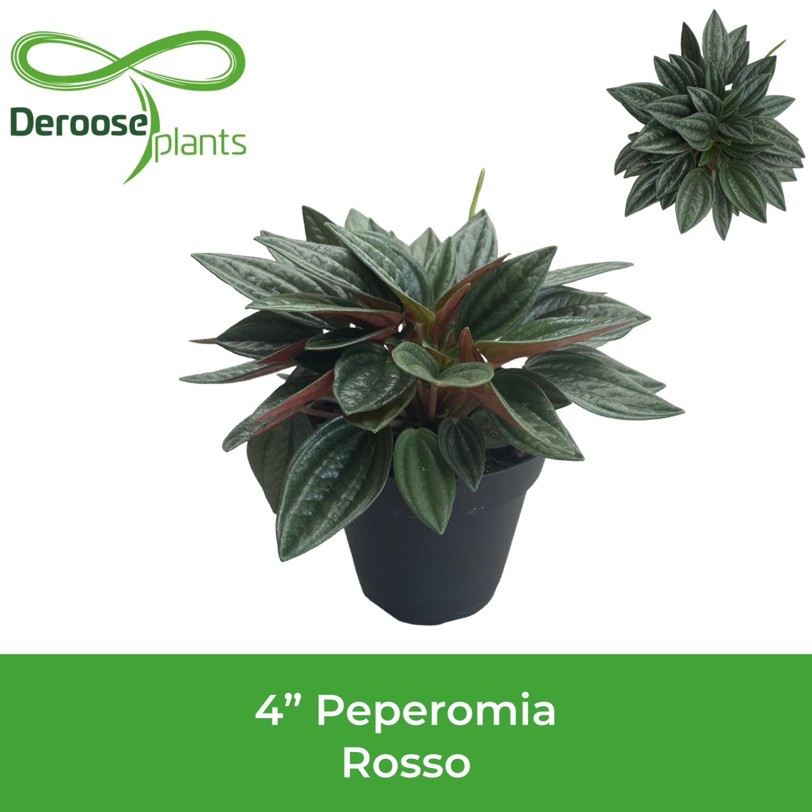 4" Peperomia Rosso