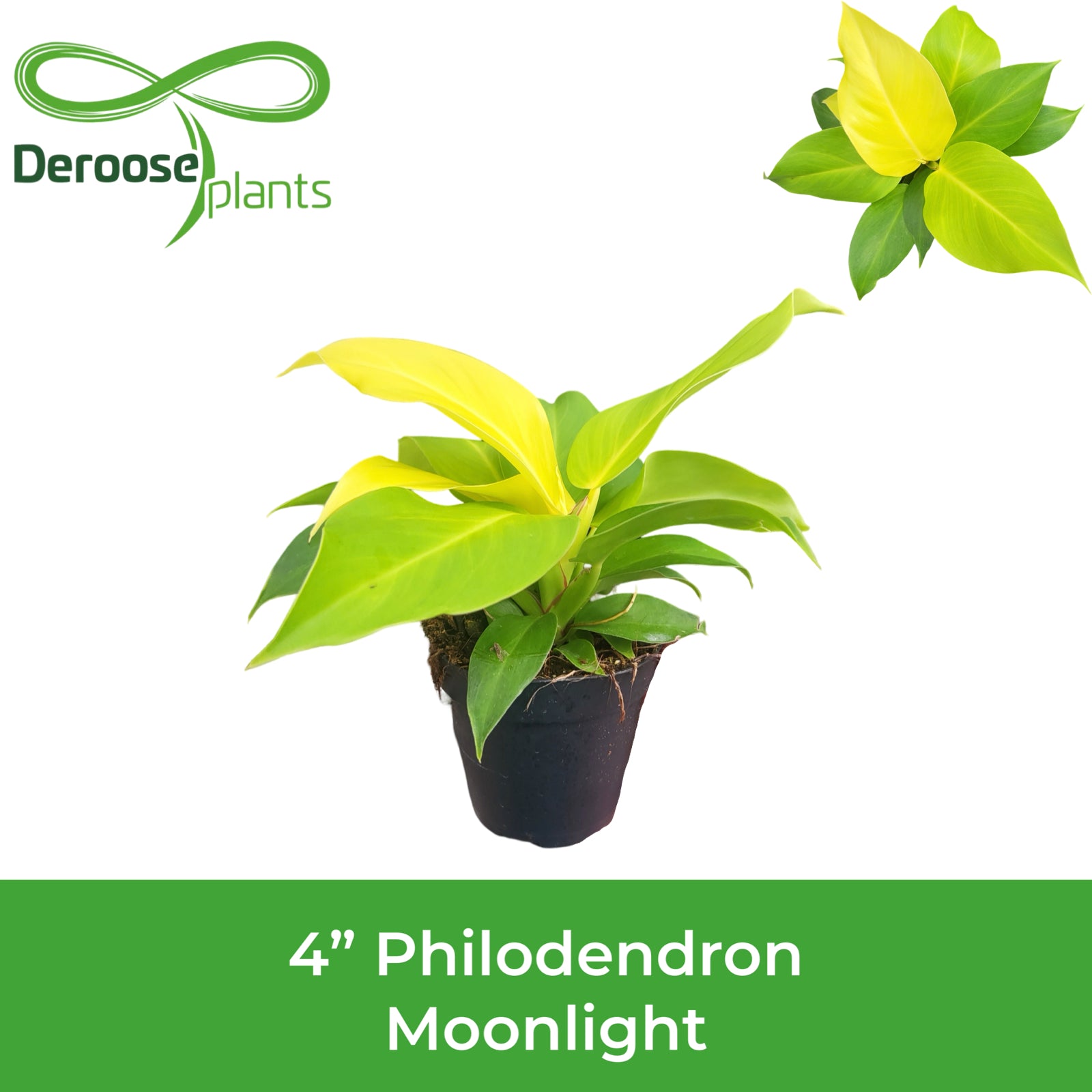 4" Philodendron Moonlight