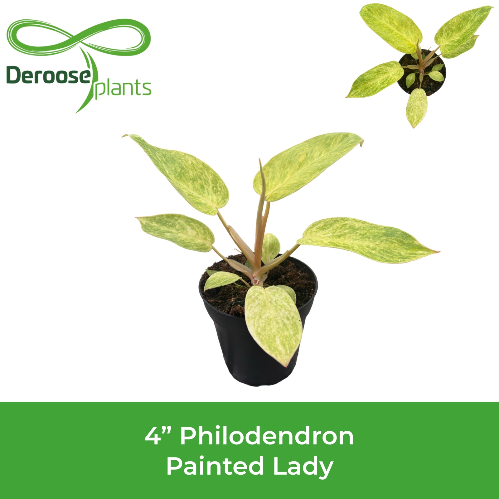 4" Philodendron Painted Lady