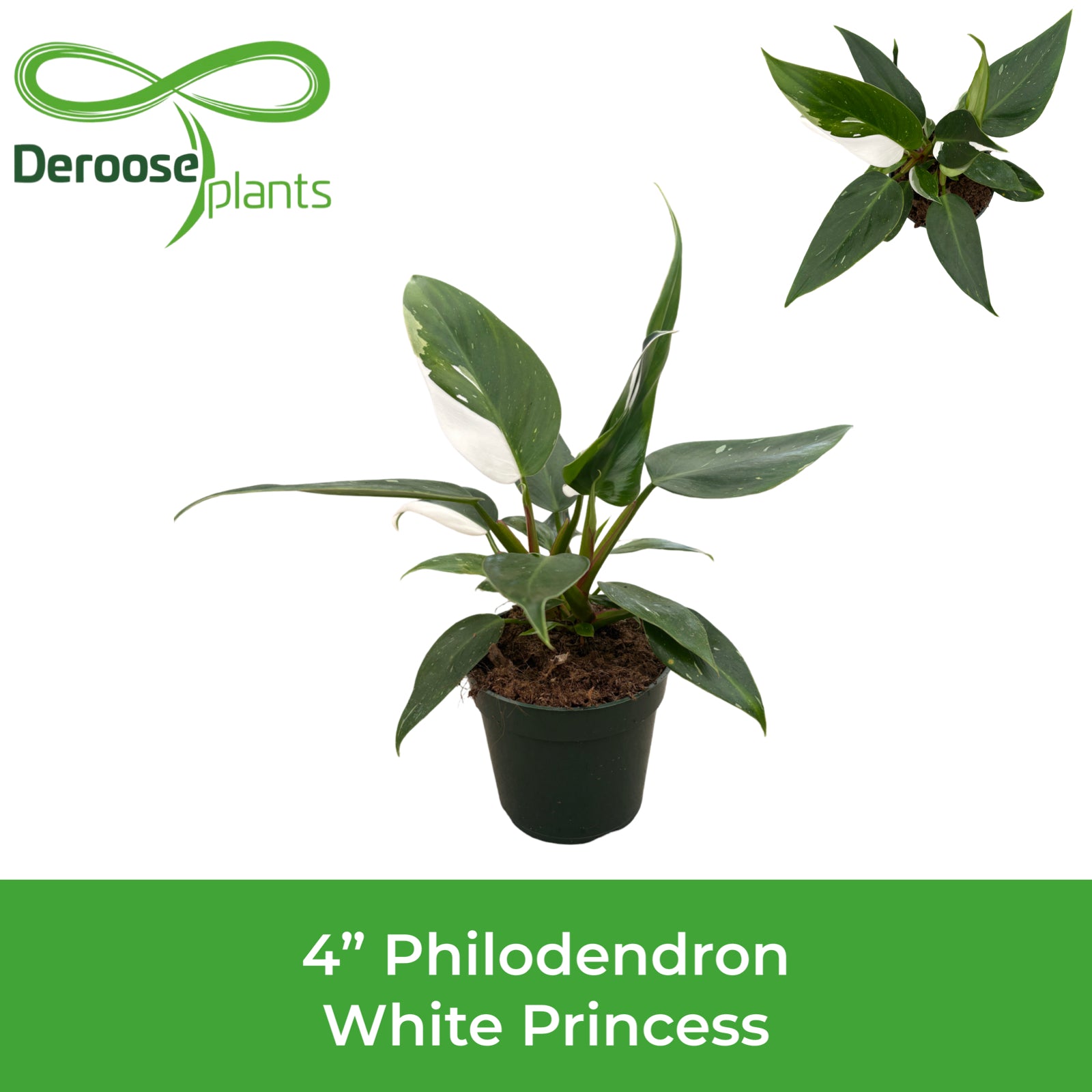 4" Philodendron White Princess