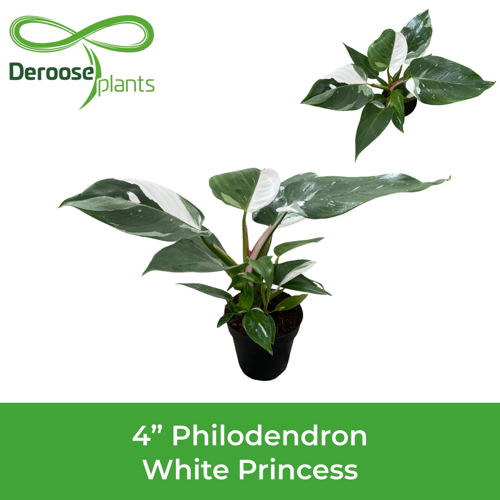 4" Philodendron White Princess