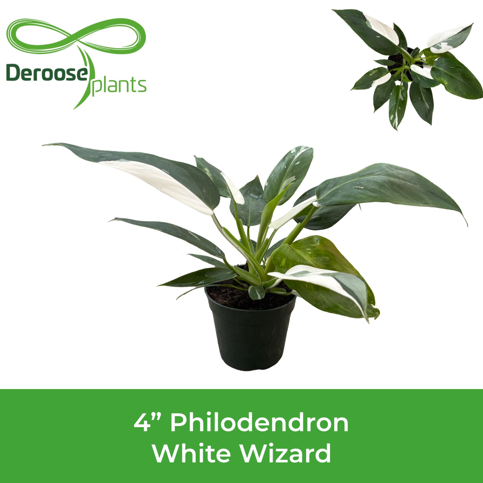 4" Philodendron White Wizard