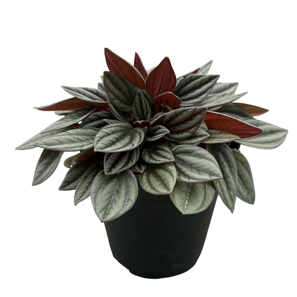 4" Peperomia San Marino