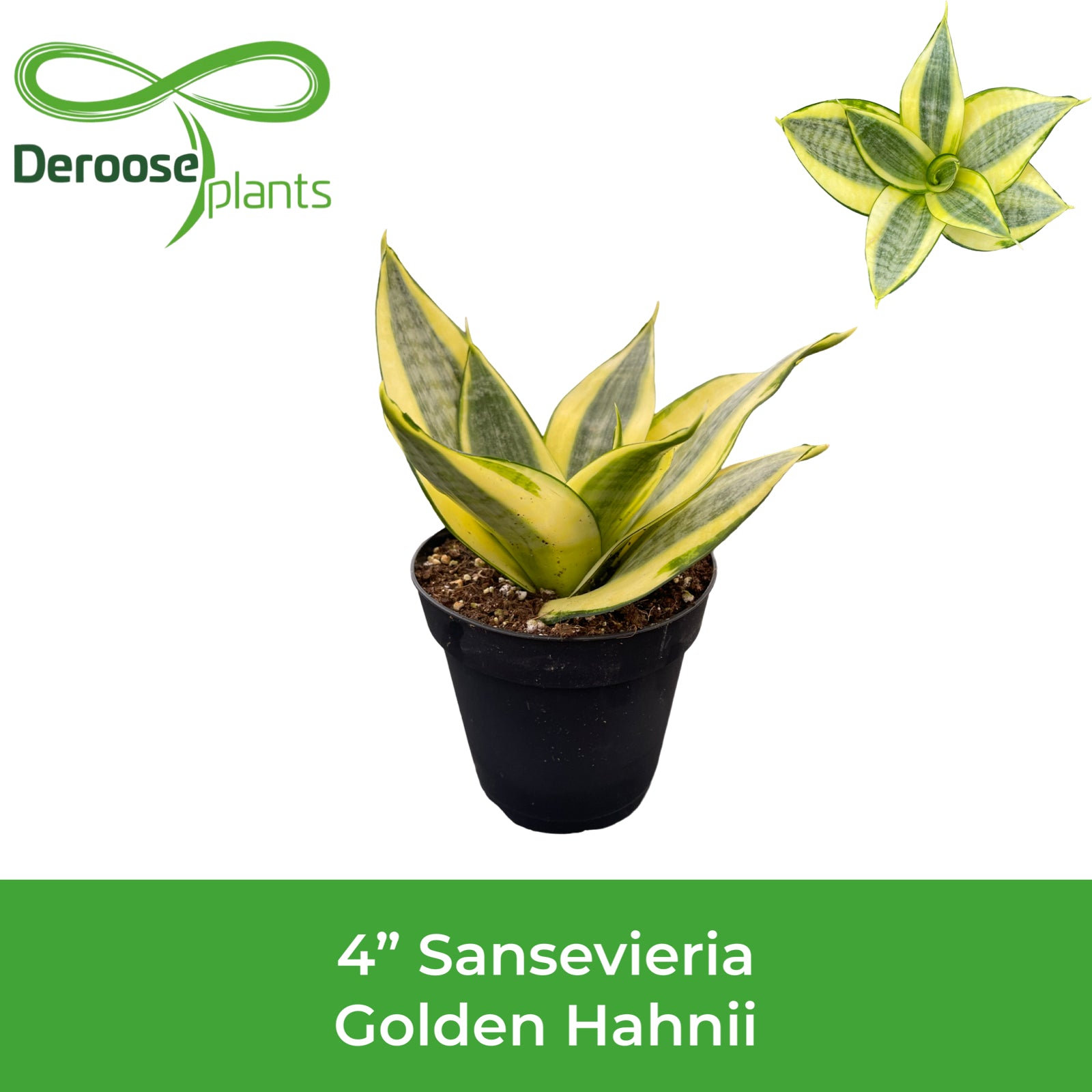 4" Sansevieria Golden Hahnii