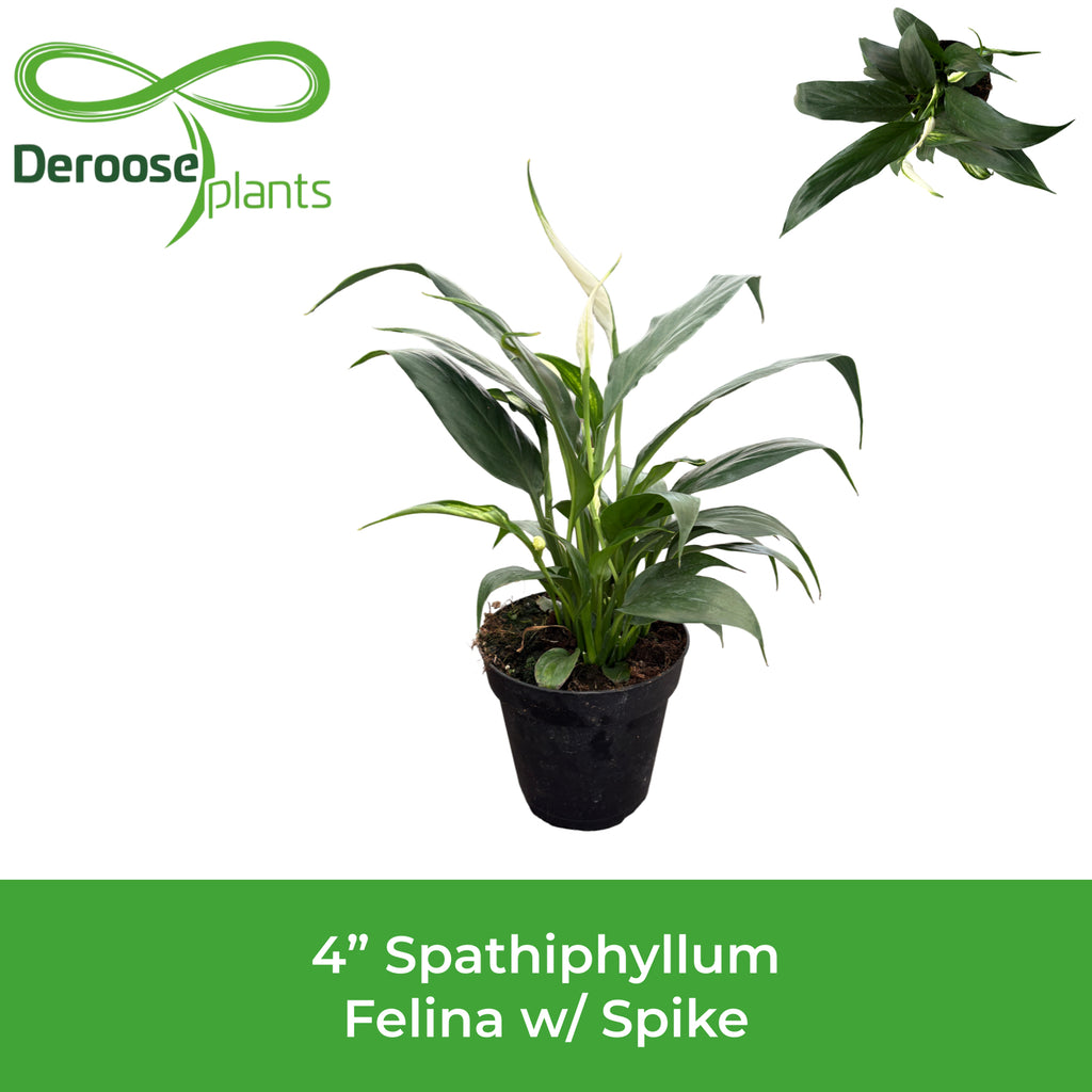 4" Spathiphyllum Felina W/ Spike