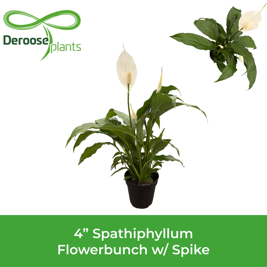 4" Spathiphyllum Flowerbunch w/ Spike