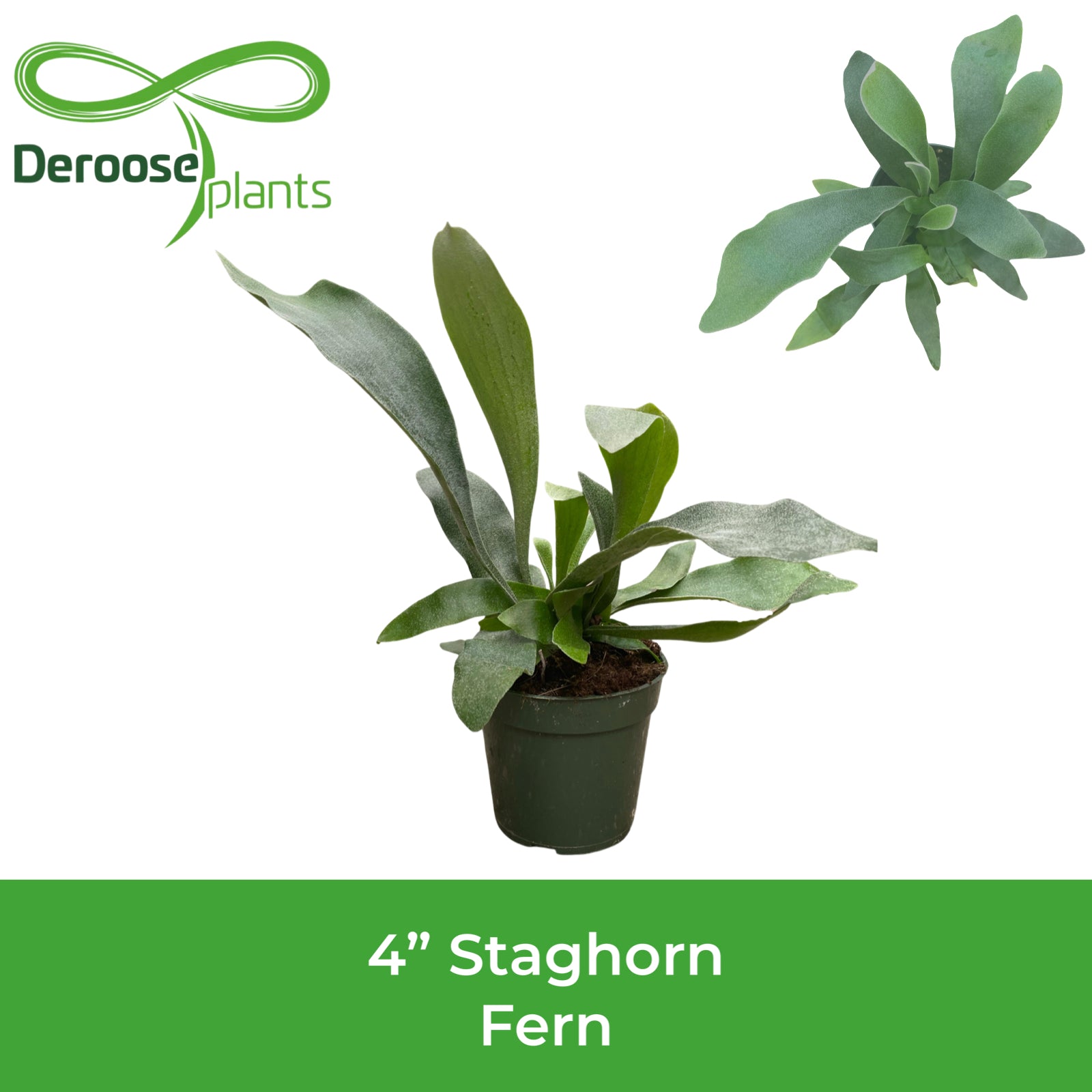 4" Staghorn Fern