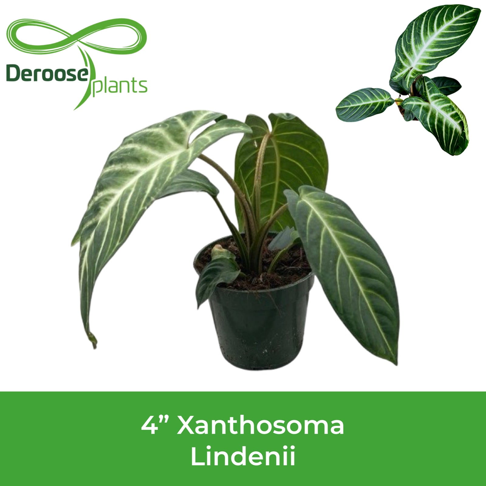 4" Xanthosoma Lendenii