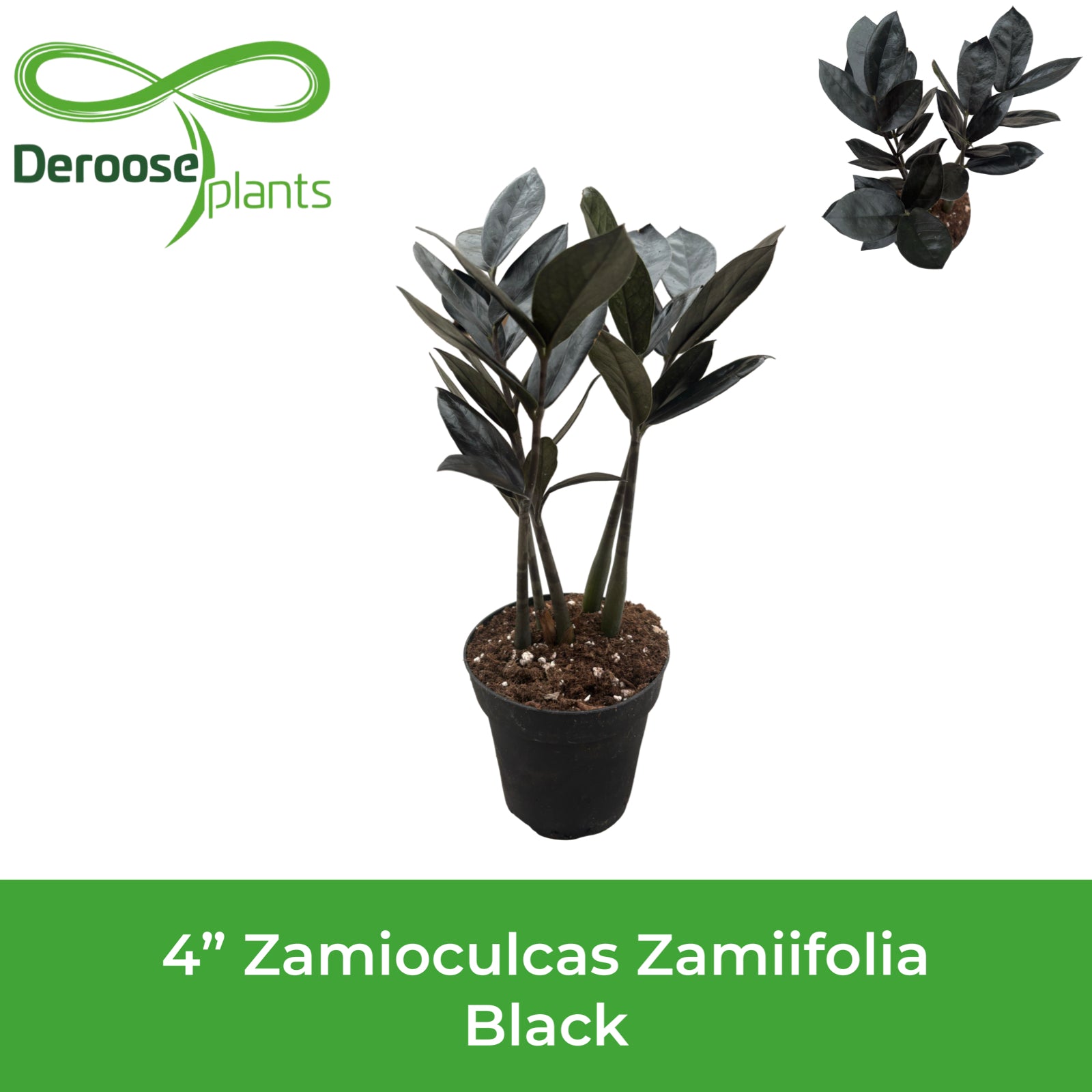 4" Zamioculcas Zamiifolia Black