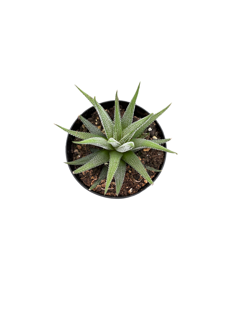 4" Haworthia Concolor
