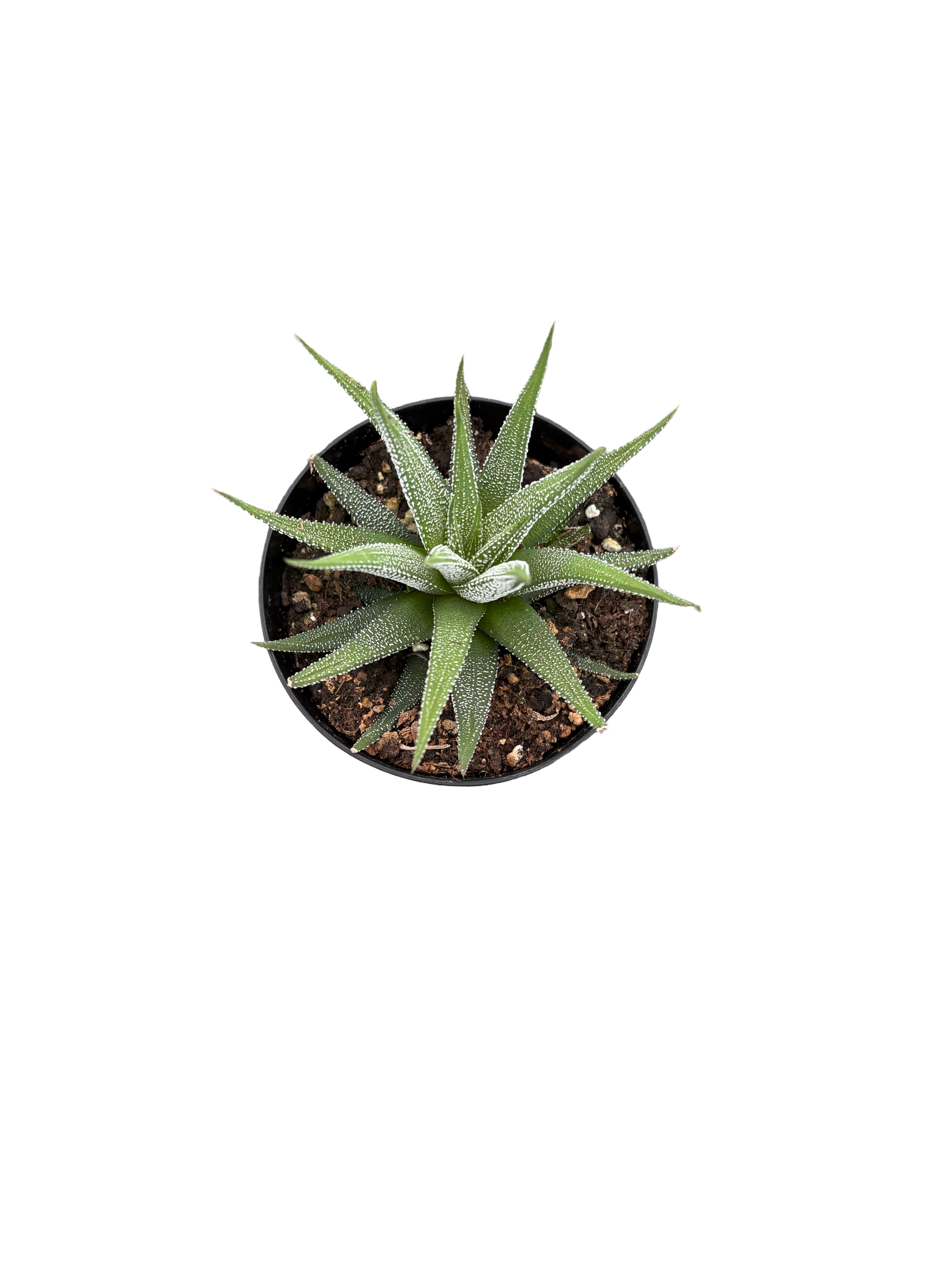 4" Haworthia Concolor