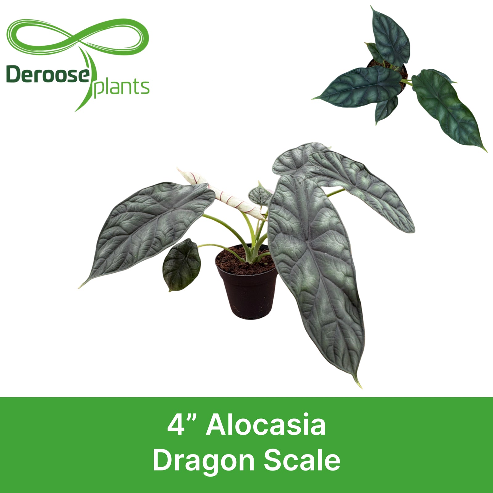 4" Alocasia Dragon Scale