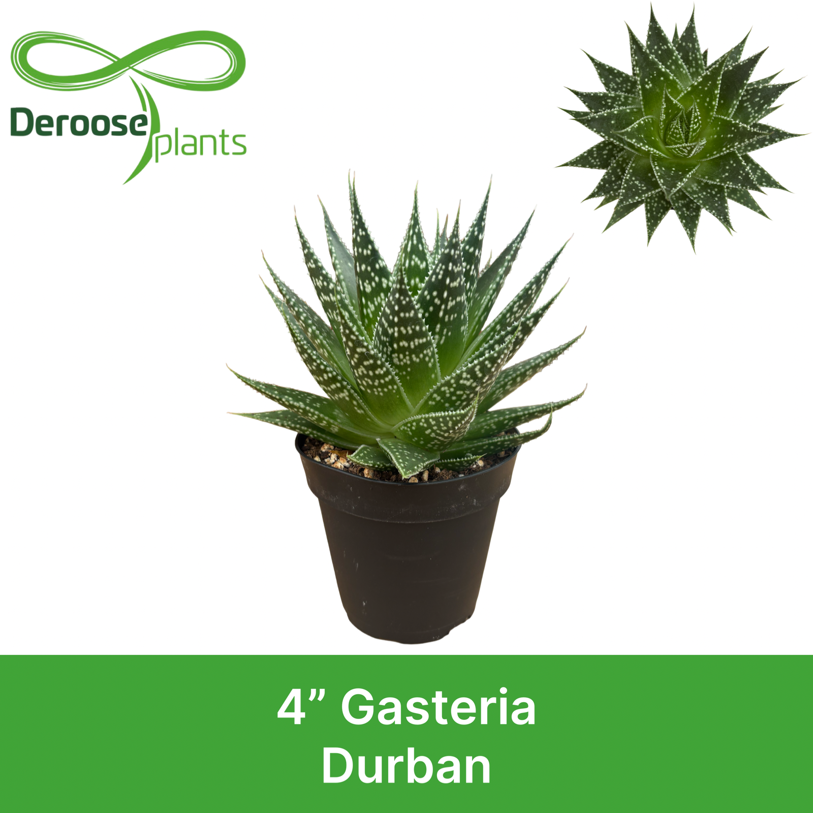 4" Gasteria Durban