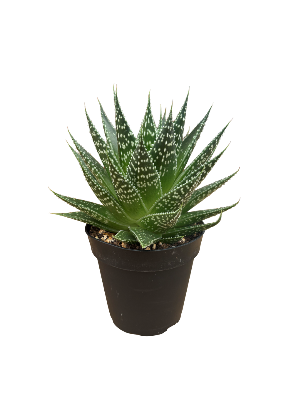 4" Gasteria Durban