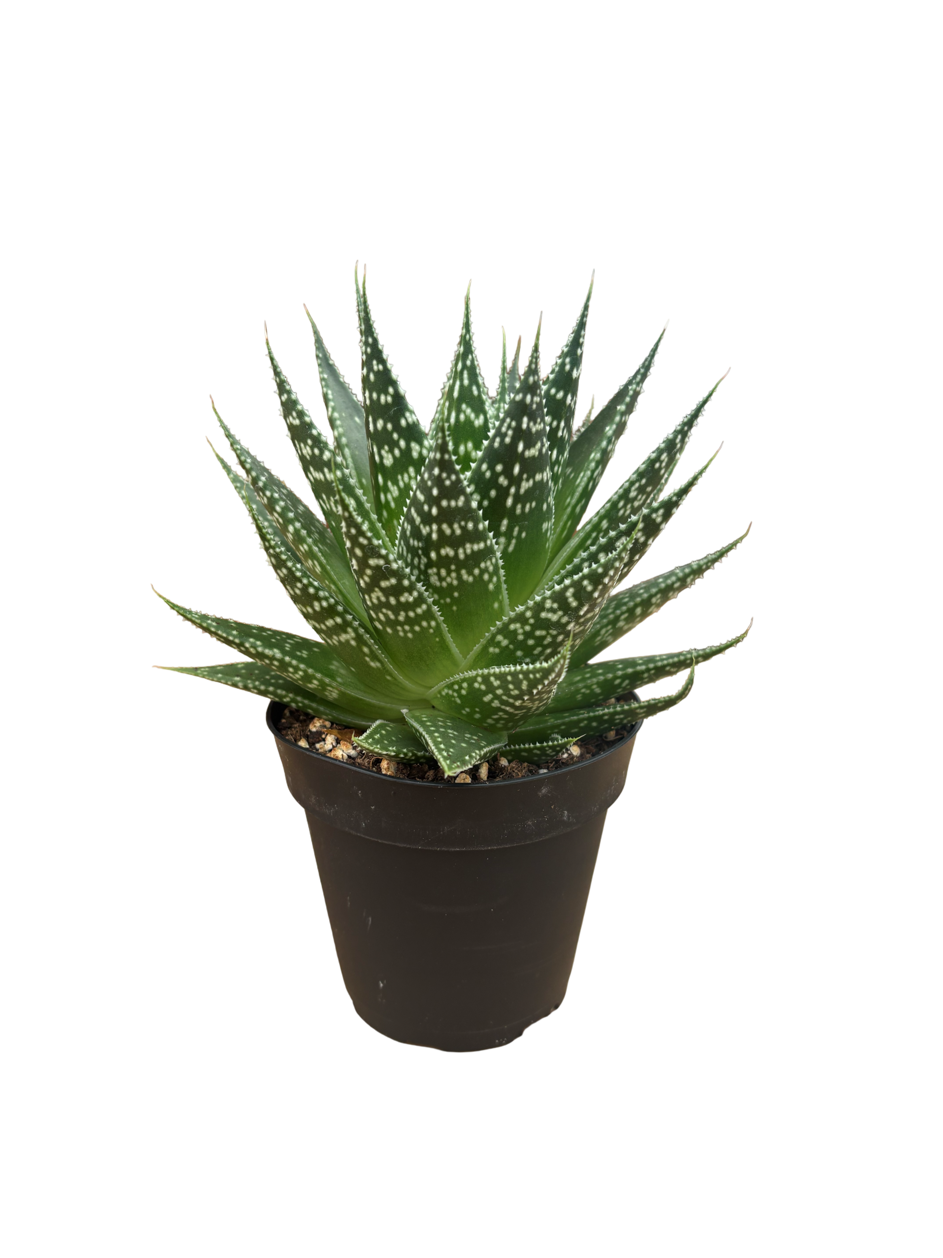 4" Gasteria Durban