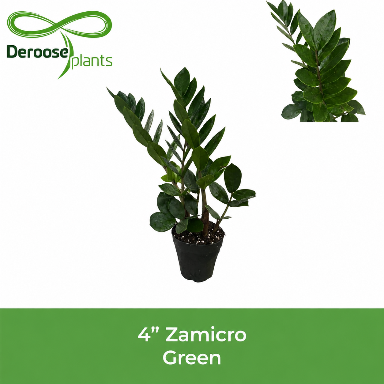 4" Zamicro Green