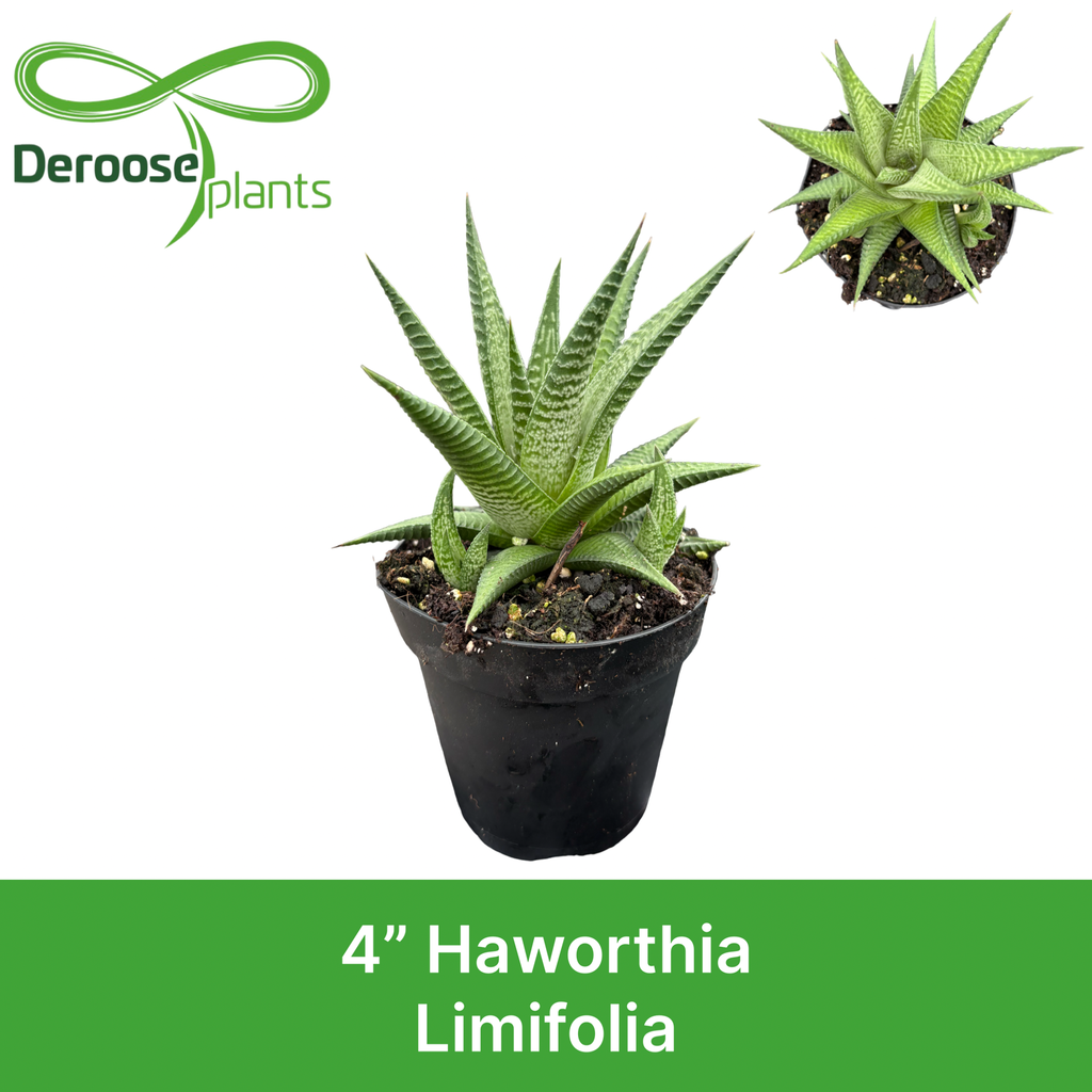 4" Haworthia Limifolia